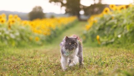 Adventurous Activities with Cats on the Farm and in Nature