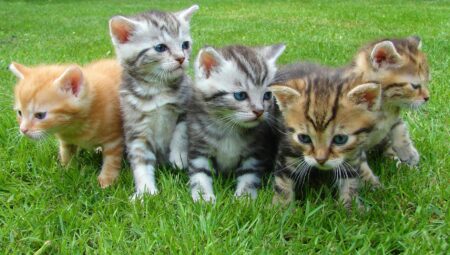 Basic Training for Cats: First Steps and Basic Commands